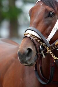 Top 5 Things to Do in Saratoga Springs This Summer